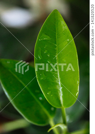 Fresh green ficus leaf with water droplets closeup in natural light macro botanical photography Fresh green ficus leaf with water droplets closeup in natural light macro botanical photography 141820520