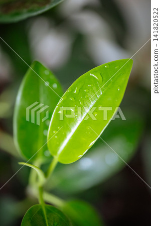 Fresh green ficus leaves with water drops macro shot in soft bokeh background Fresh green ficus leaves with water drops macro shot in soft bokeh background 141820522