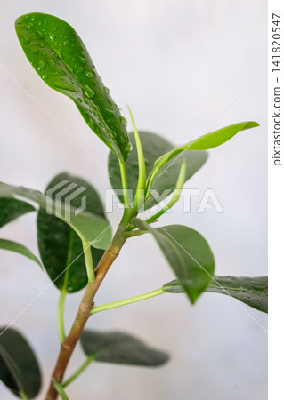 Fresh green ficus plant stem with water drops against bright light background Fresh green ficus plant stem with water drops against bright light background 141820547