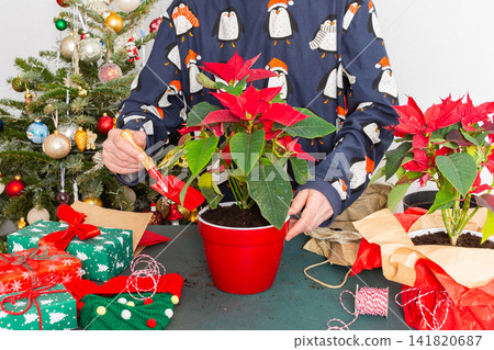 A man transplanting Poinsettia flowers into a new pot near a beautifully decorated Christmas tree, creating a warm, festive atmosphere at home for the holiday season A man transplanting Poinsettia flowers into a new pot near a beautifully decorated Christmas tree, creating a warm, festive atmosphere at home for the holiday season 141820687