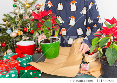 A man transplanting Poinsettia flowers into a new pot near a beautifully decorated Christmas tree, creating a warm, festive atmosphere at home for the holiday season A man transplanting Poinsettia flowers into a new pot near a beautifully decorated Christmas tree, creating a warm, festive atmosphere at home for the holiday season 141820688