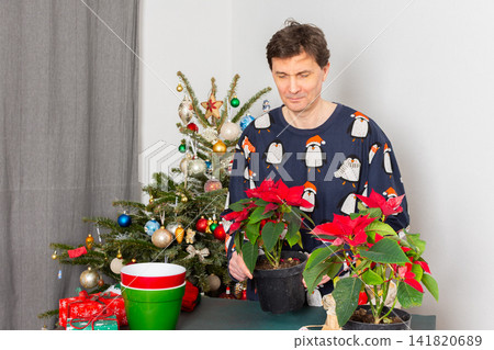 A man at home near a festively decorated Christmas tree transplants Poinsettia flowers into a new pot A man at home near a festively decorated Christmas tree transplants Poinsettia flowers into a new pot 141820689
