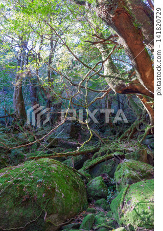 Yakushima Shiratani Unsuikyo Gorge: A moss-covered forest where gods reside (Spring) Yakushima Shiratani Unsuikyo Gorge: A moss-covered forest where gods reside (Spring) 141820729
