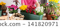 A 50-year-old woman transplanting autumn chrysanthemums into pots, decorating her home is terrace or balcony with vibrant seasonal flowers 141820971