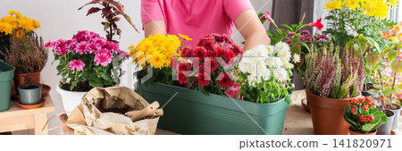 A 50-year-old woman transplanting autumn chrysanthemums into pots, decorating her home is terrace or balcony with vibrant seasonal flowers A 50-year-old woman transplanting autumn chrysanthemums into pots, decorating her home is terrace or balcony with vibrant seasonal flowers 141820971