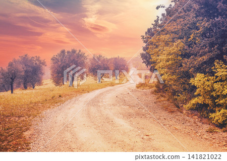 Misty autumn rural landscape. Dirt road in an olive plantation. Tuscany, Italy Misty autumn rural landscape. Dirt road in an olive plantation. Tuscany, Italy 141821022