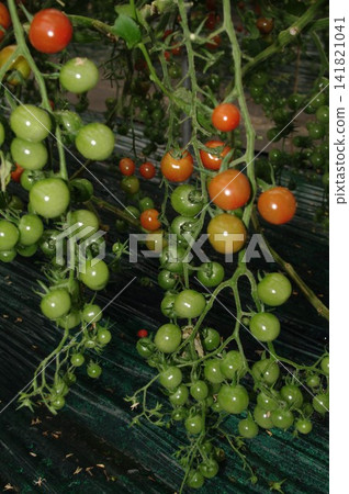 高糖迷你番茄 1 高糖迷你番茄 1 141821041