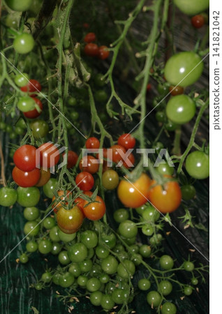 High-sugar content mini tomatoes (2) High-sugar content mini tomatoes (2) 141821042