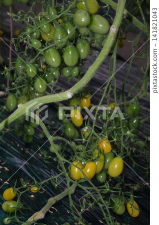 3 high-sugar mini tomatoes 3 high-sugar mini tomatoes 141821043