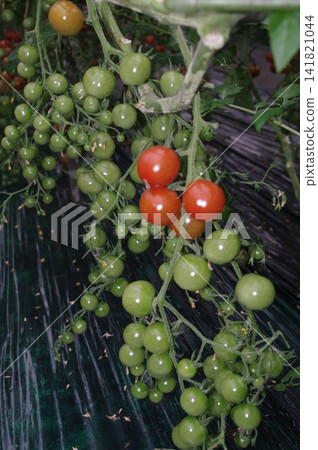 4個高糖小番茄 4個高糖小番茄 141821044