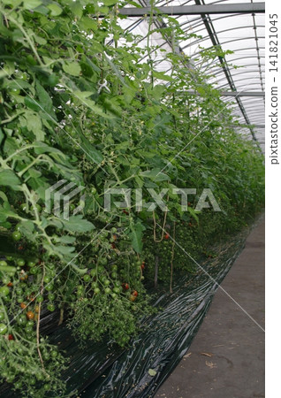5個高糖小番茄 5個高糖小番茄 141821045