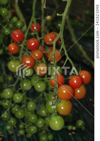 8個高糖小番茄 8個高糖小番茄 141821048