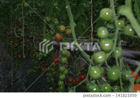 10個高糖小番茄 10個高糖小番茄 141821050