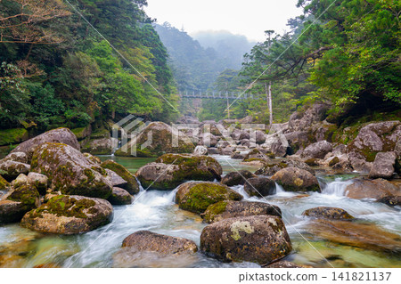屋久島屋久杉樂園:神靈居住的荒川溪谷(春季) 屋久島屋久杉樂園:神靈居住的荒川溪谷(春季) 141821137