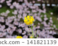 Spring scenery of rapeseed flowers and cherry blossoms (Nikaryo Canal, Shukugawara / photographed in April 2016) 141821139