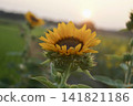 Sunflowers and sunsets 141821186