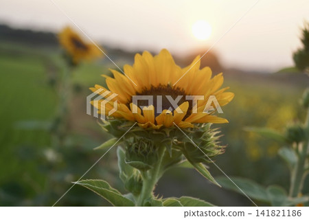 Sunflowers and sunsets Sunflowers and sunsets 141821186