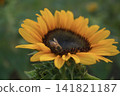 Sunflowers and honey bees 141821187