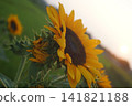 Horizontal sunflower 141821188