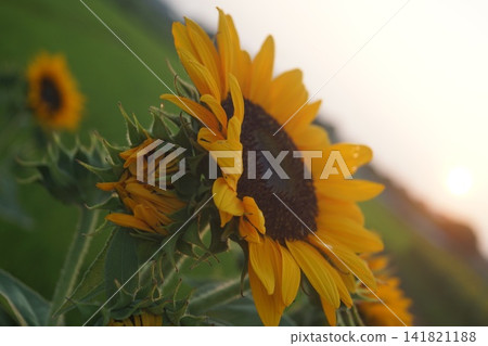 Horizontal sunflower Horizontal sunflower 141821188