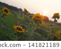 Sunflower at sunset 141821189