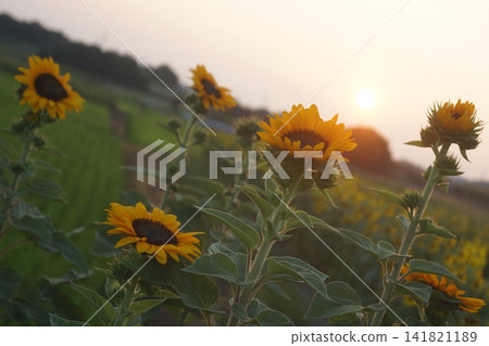 Sunflower at sunset Sunflower at sunset 141821189
