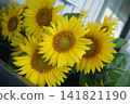 sunflower	 141821190
