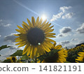 Sunflowers and the midday sun 141821191