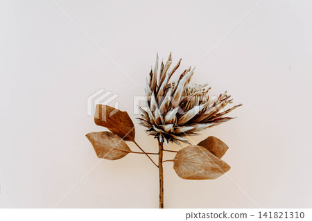 Dried protea flower branch with seed head and translucent brown leaves 141821310