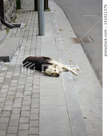 Dog rests peacefully on a city sidewalk next to a road Dog rests peacefully on a city sidewalk next to a road 141821376