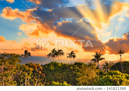 A tropical palm tree and a beautiful sunset scene. A tropical palm tree and a beautiful sunset scene. 141821390