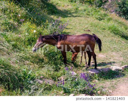 Horse grazing in wildflower meadow on sunny day 141821403