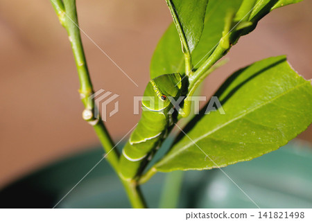 A swallowtail butterfly larva in its final instar, found on a lemon leaf. A swallowtail butterfly larva in its final instar, found on a lemon leaf. 141821498
