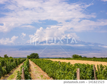 Rows of grapevines lead toward majestic snow-covered mountain range under bright Rows of grapevines lead toward majestic snow-covered mountain range under bright 141821523
