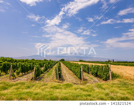 Vineyard rows under a clear blue sky Vineyard rows under a clear blue sky 141821524