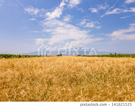Wheat stalks swaying gently in breeze Wheat stalks swaying gently in breeze 141821525
