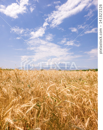 Wheat field under blue sky with distant mountains visible Wheat field under blue sky with distant mountains visible 141821526
