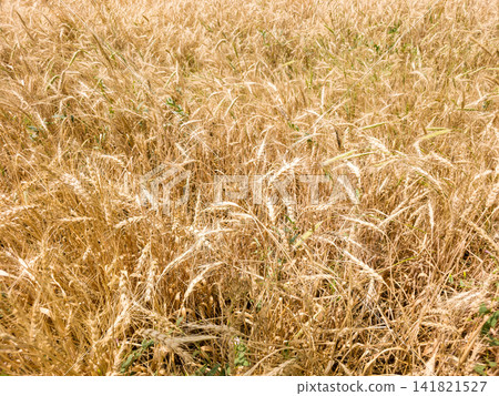 Close-up of golden wheat stalks bending slightly under sunlight Close-up of golden wheat stalks bending slightly under sunlight 141821527