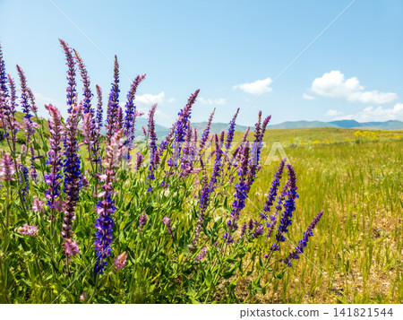 Field of purple lupine flowers under clear sky Field of purple lupine flowers under clear sky 141821544
