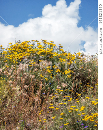 Wildflowers and grasses in field under sunny sky with white clouds Wildflowers and grasses in field under sunny sky with white clouds 141821550