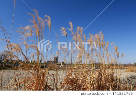 A winter scene of the Edogawa riverbank with withered pampas grass. A winter scene of the Edogawa riverbank with withered pampas grass. 141821736