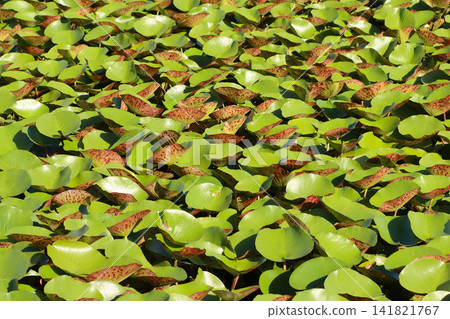 Water lily leaves growing in clusters on the water's surface, with their spotted undersides. Water lily leaves growing in clusters on the water's surface, with their spotted undersides. 141821767