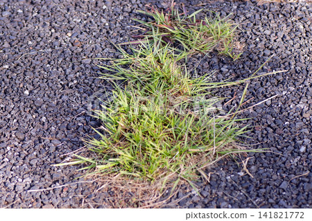 Green weeds growing from cracks in the asphalt Green weeds growing from cracks in the asphalt 141821772