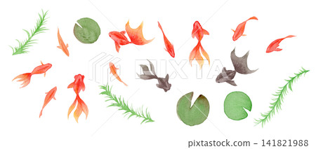 金魚與夏日金魚的水彩插圖 金魚與夏日金魚的水彩插圖 141821988
