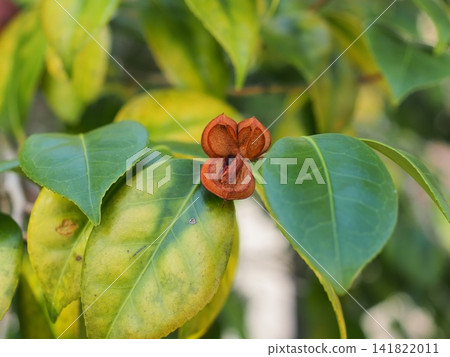 Camellia fruit 141822011