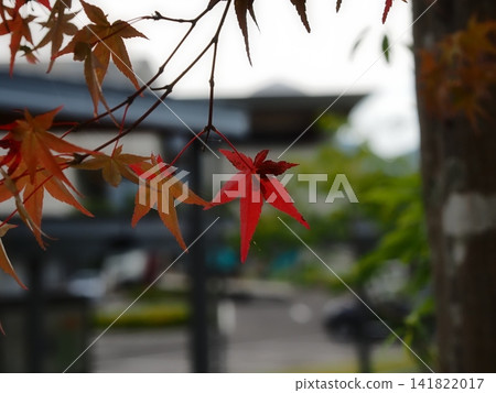 Summer maple Summer maple 141822017