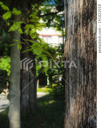 Rakusho leaf Rakusho leaf 141822018