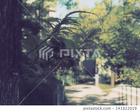 Rakusho leaf Rakusho leaf 141822019