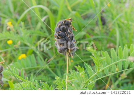 Astragalus cicer seeds in garden in sunny day. Plants of legume family. Grows in steppes, forest glades, meadows, forest and steppe slopes. 141822051