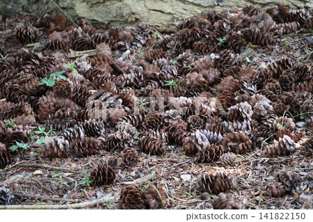 A scene of many brown fir cones scattered on the ground. A scene of many brown fir cones scattered on the ground. 141822150